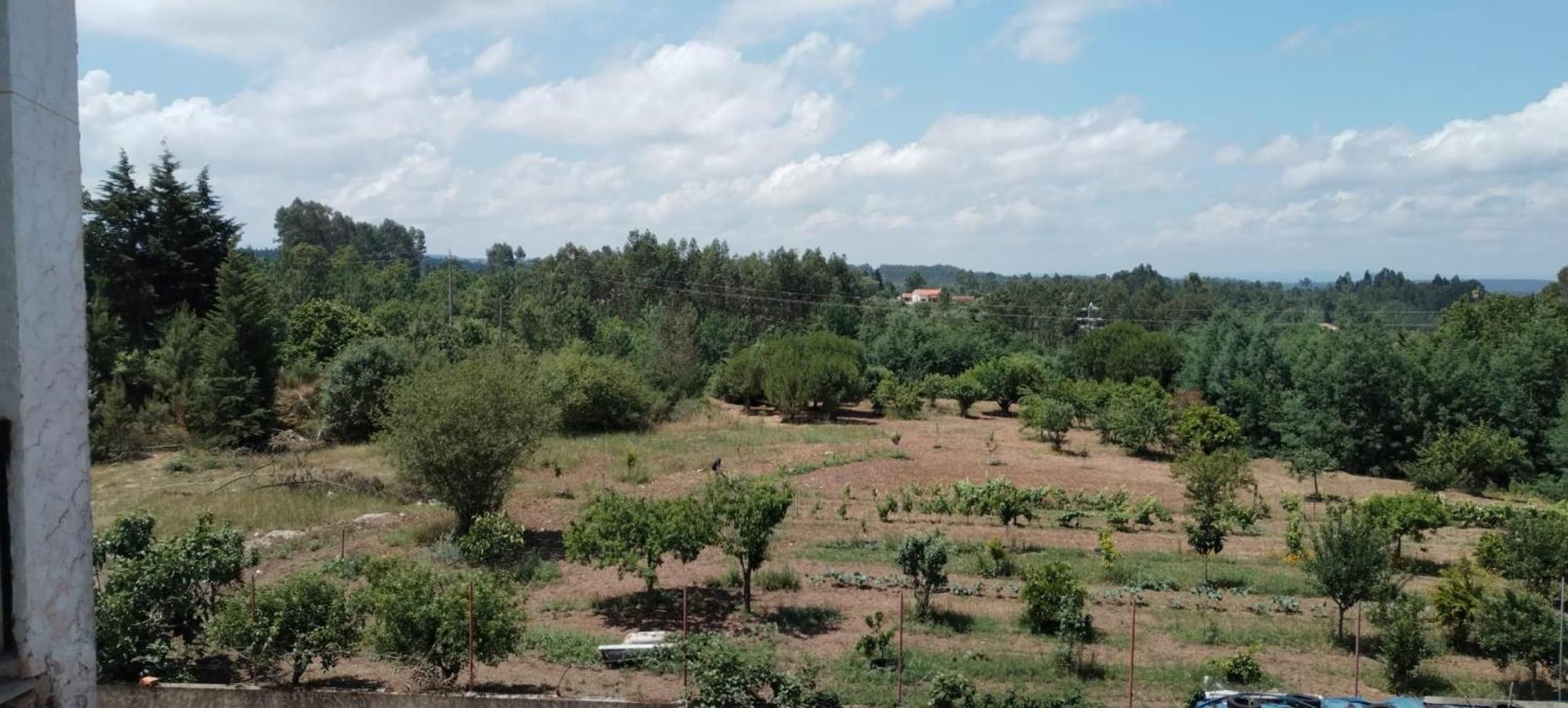 مبيت وإفطار Tábua Majo Alojamento Local الغرفة الصورة